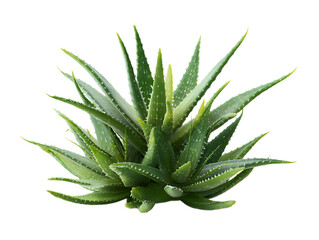 clump of green aloe vera plant png