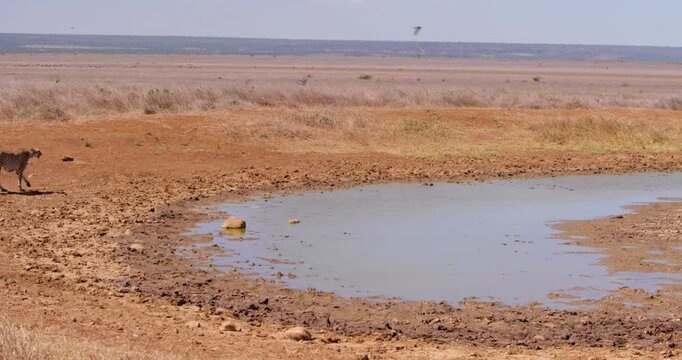 Extreme wide shot of a cheetah (Acinonyx jubatus) walking beside a watering hole at noon in Kenya.