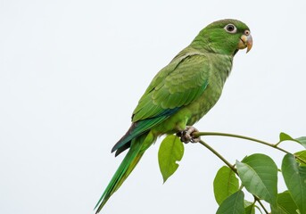Obraz premium Olive throated parakeet perched on a branch with green leaves against a bright white sky background