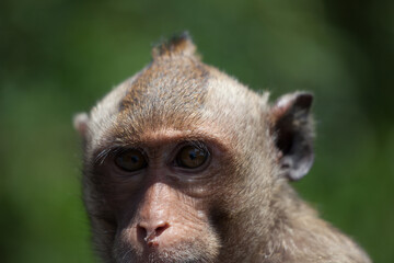 可愛いサル