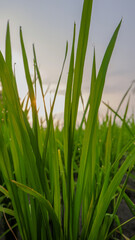 photo of rice fields in a village
