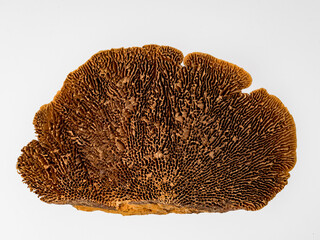 seashells on a white background close-up