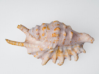 seashells on a white background close-up