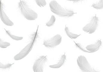 Floating white feathers create a soft and gentle pattern against a bright white background, suggesting lightness