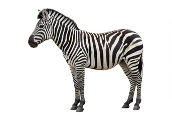 Fototapeta premium Isolated zebra standing in profile with a black and white striped coat on a white background