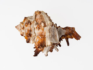 seashells on a white background close-up