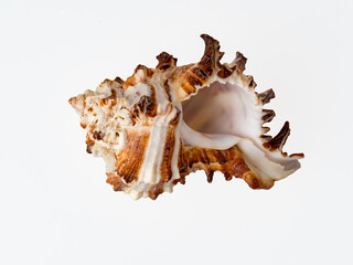seashells on a white background close-up