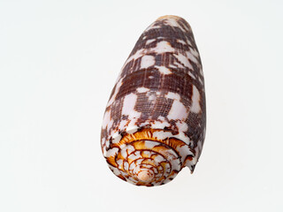 seashells on a white background close-up