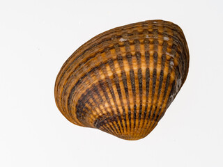 seashells on a white background close-up