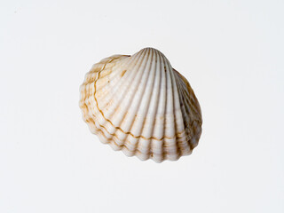 seashells on a white background close-up