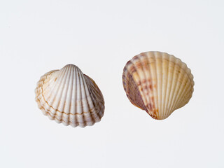seashells on a white background close-up