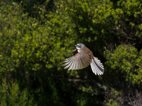 Piwakawaka (fantail) in flight