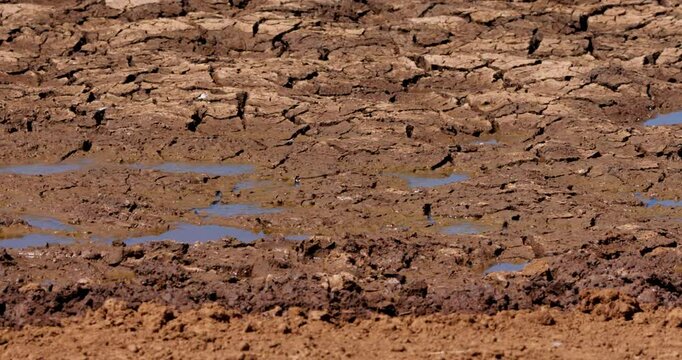 Wide pan shot of dried up watering hole on a hot afternoon in Kenya.