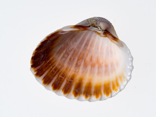 seashells on a white background close-up