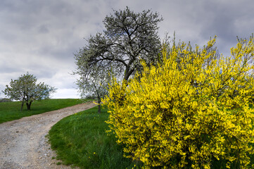 Spring landscape with a flowering bush popularly called Golden Rain. Sosuvka village, South Moravia, Czech Republic.