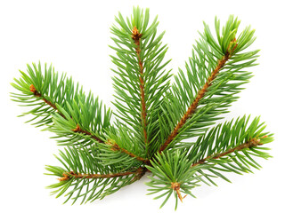 Pine isolated on white background.