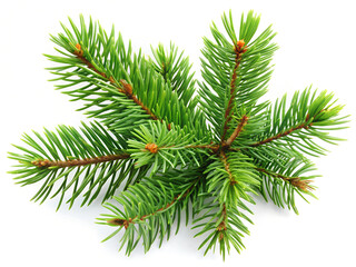 Pine isolated on white background.