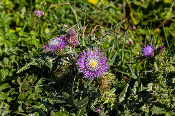 Fleurs Sauvages au Cabo da Roca, Portugal, Europe