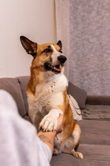 Happy dog shaking owner's hand on sofa: pet love and friendship at home