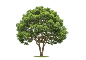 Isolated tree with green leaves and branches on a white background