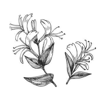 Vector hand-drawn illustration of Japanese honeysuckle. Black and white sketch of flowers. Herbal tea ingredient.
