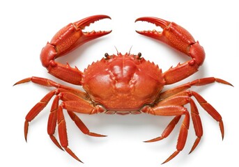 Cooked red crab with claws raised on a white background, ready to eat