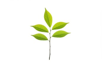 Fototapeta premium Young tree branch with five bright green leaves isolated on white background