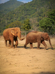 Fototapeta premium Elephants in a sanctuary