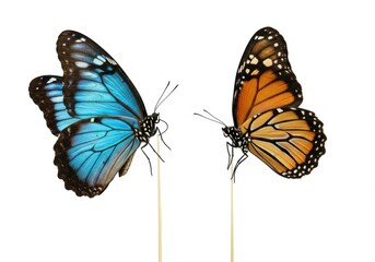 Obraz premium Two butterflies blue and orange on sticks isolated on white background