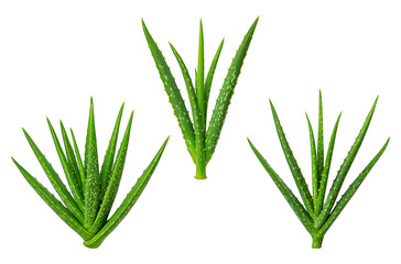 Fototapeta premium Green aloe vera plant stalks healing set
