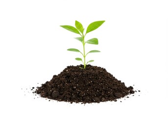 Young green plant sprouting from a mound of dark soil against a clean white background, symbolizing growth