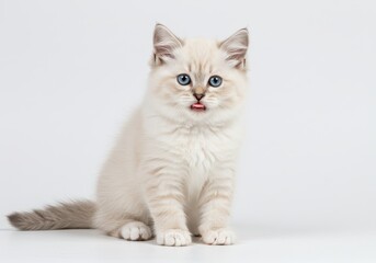 Cute ragdoll kitten sitting with tongue sticking out against a plain white background in a studio