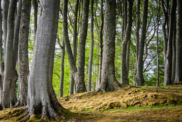 A summer HDR image of an avenue of Silver Beech trees, Fagus sylvatica, Dundonnell, Wester Ross, Scotland.