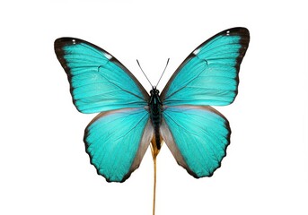 Close-up of a vibrant blue morpho butterfly with wings spread against a white background
