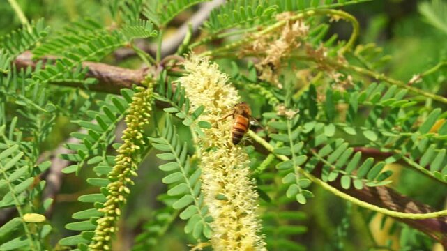 A European honeybee lands on a fluffy Honey Mesquite (Prosopis glandulosa) flower, collecting nectar while playing a crucial role in pollination, close up shot.