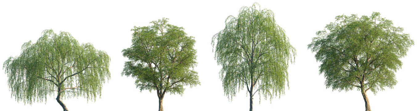 Set of Salix babylonica and Salix matsudana frontal set street trees isolated png on a transparent background perfectly cutout	
