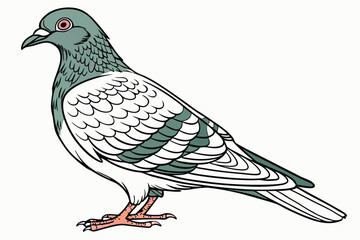 59 Detailed anatomical illustration of a pigeon, scientific bird drawing, iridescent feathers, soft blue and green plumage, intricate wing patterns, red feet, side profile, white background, nature gu