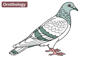 59 Detailed anatomical illustration of a pigeon, scientific bird drawing, iridescent feathers, soft blue and green plumage, intricate wing patterns, red feet, side profile, white background, nature gu
