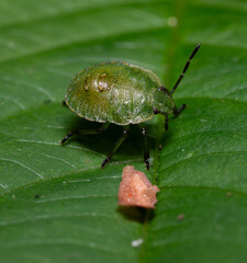 green shield bug Palomena prasina crawling on a leaf of tree