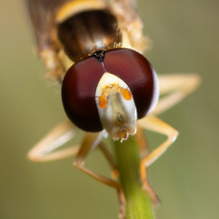 head of Long Hoverfly Sphaerophoria scripta sitting on a grass stem