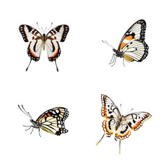 Naklejka premium set of butterflies isolated on white