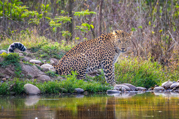 leopard drinking water