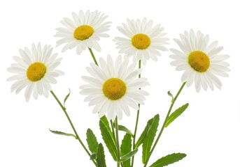 A cluster of daisies with white petals and yellow centers, isolated on a bright white background