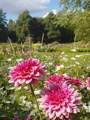 Pink Dahlia flowers in a garden in summer