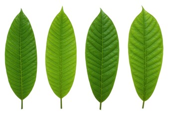 Obraz premium Four fresh green leaves with prominent veins displayed on a white background in a row