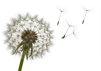 Close-up of a dandelion seed head with seeds floating away on a clean white background