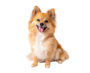 Smiling Cute and Adorable Pomeranian dog sitting on the floor on transparent background