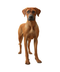 Obraz premium A cute brown dachshund puppy, a purebred canine pet, is sitting isolated on white