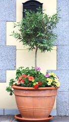 Naklejka premium Olive tree