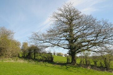 Scenic view of trees in a green farmland field